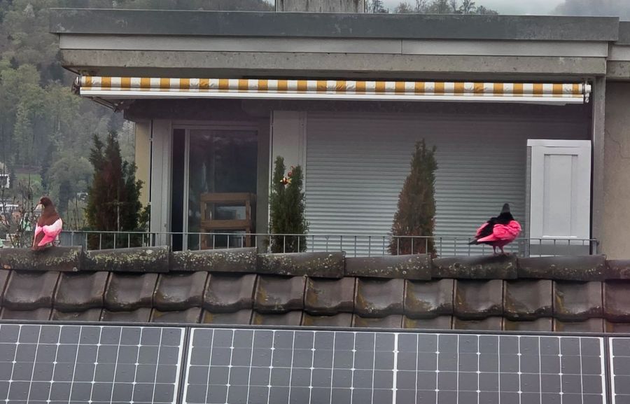 Laut Stadtkanzlei stammen die beiden Tauben von einem privaten Züchter und fliegen frei umher.