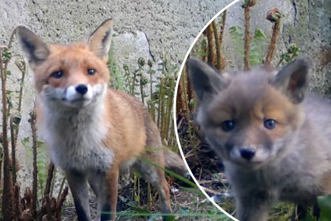 fuchsfamilie