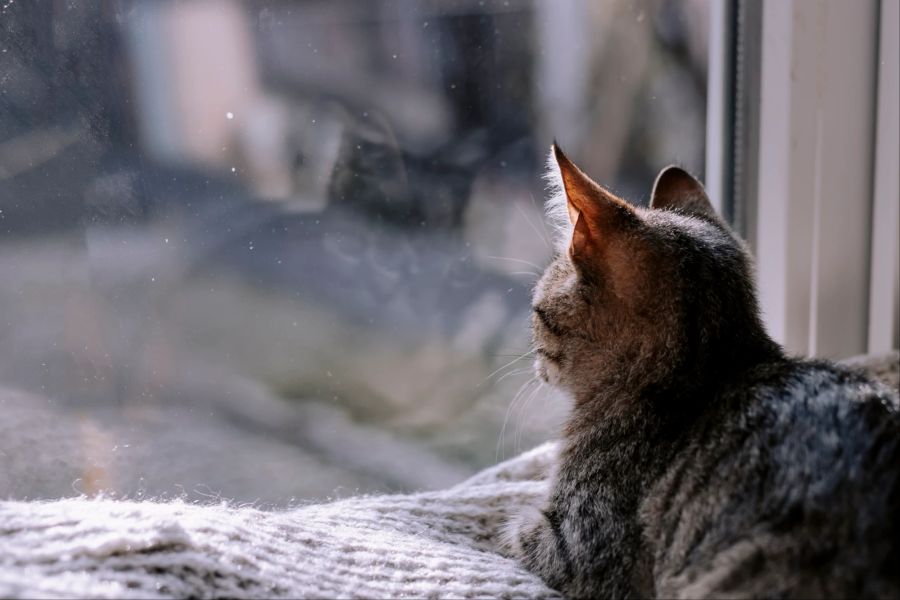 Katze am Fenster