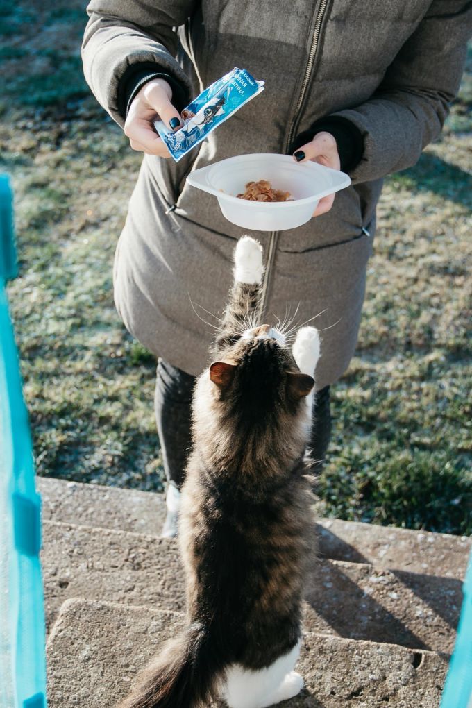 Aus Sorge um Schnurrli gab die Nachbarin dem Kater Futter. (Symbolbild) Katzer