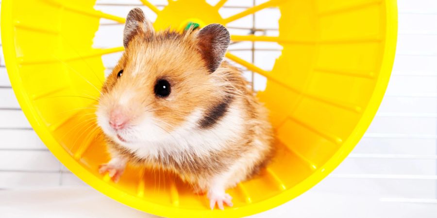 Hamster Rad Geschwindigkeit