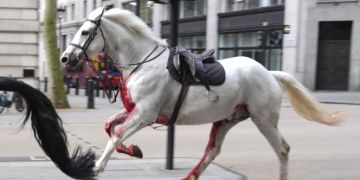 Pferd London Blut
