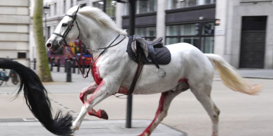 Pferd London Blut