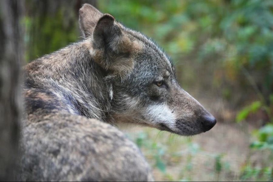 Hat ein Wolf den kleinen Émile auf dem Gewissen?