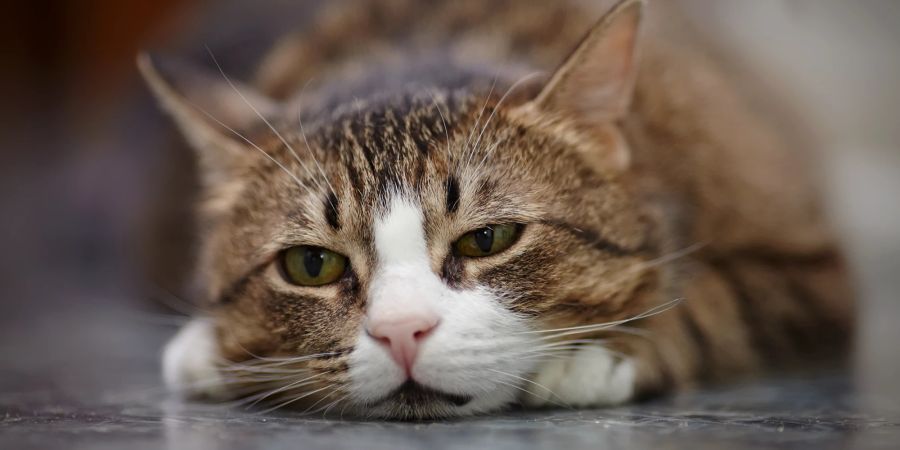 Katze liegt auf dem Boden