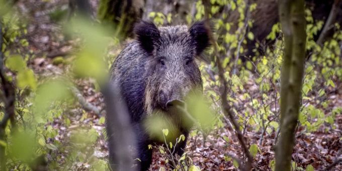 Rund eine Million Wildschweine sollen binnen maximal fünf Jahren in Italien geschossen werden. (Symbolbild) Wildschwein Schweinepest Italien