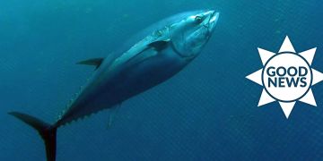 goodnews thunfisch