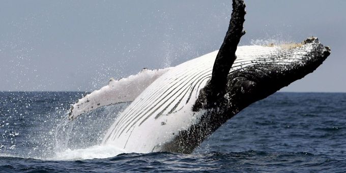 Wale aus Netzen zu retten, kann in Australien teuer werden. Wale aus Netzen zu retten, kann in Australien teuer werden.