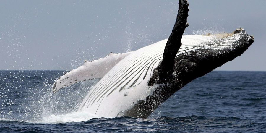 Wale aus Netzen zu retten, kann in Australien teuer werden.