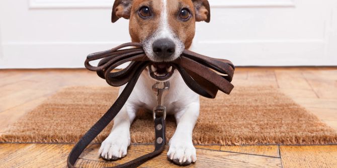 Hund mit Leine im Maul