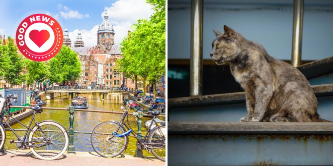 Kanal in Amsterdam Katze