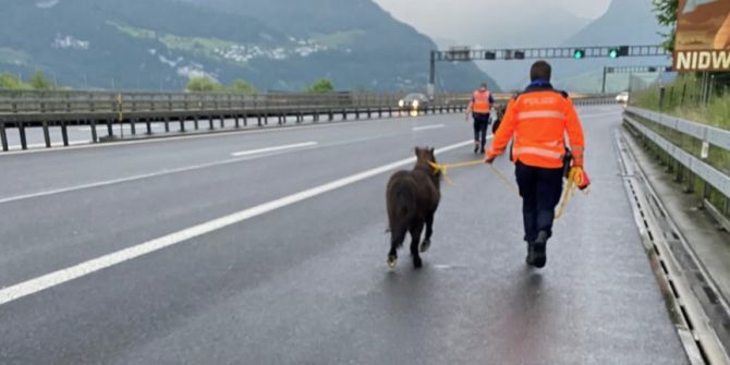 Ponys auf Autobahn
