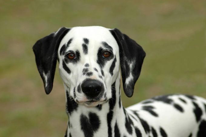 Genetisch bedingt leiden Dalmatiner häufiger unter angeborener Taubheit als Hunde vieler anderer Rassen. hund dalmatiner taub genetisch