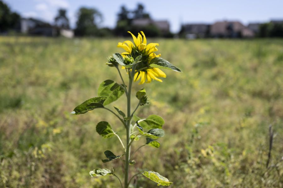 Aber auch der Klimawandel macht den Bauern zu schaffen.