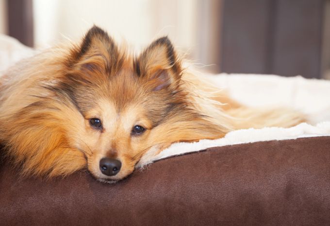 Rückzug, Bewegungsunlust, Jaulen und auch aggressives Verhalten können Anzeichen für Schmerzen beim Hund sein. hund verstopfung jaulen aggression schmerzen rückzug