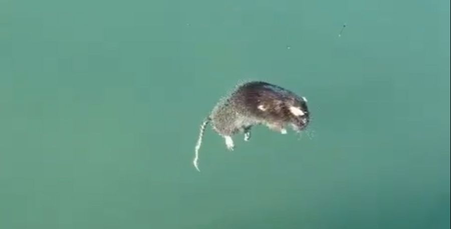 Im Meer trieben Dutzende von toten Ratten umher.