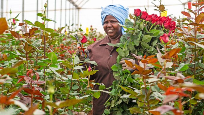 Die schönen Flamingo Roses aus Kenia. Frau Rosen Plantation rot