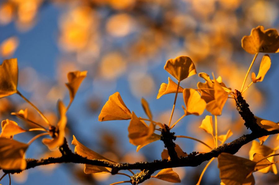 Dabei hatten Landschaftsarchitekten bei der Auswahl extra auf das Geschlecht der Ginkgos geachtet. Männliche Bäume dieser Art sollen ihre Blätter im Herbst zum Beispiel früher abwerfen.