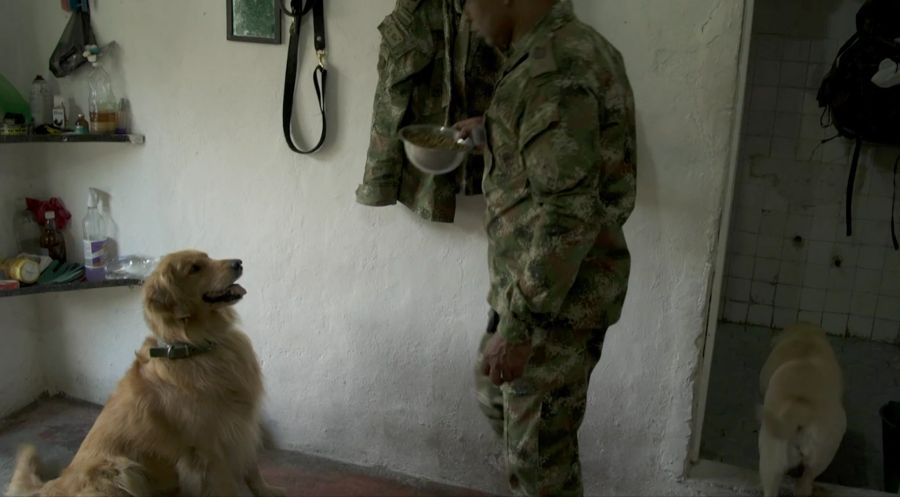 Nun wird der Labrador rund um die Uhr bewacht – Futter und Wasser darf ihm nur sein Trainer geben.