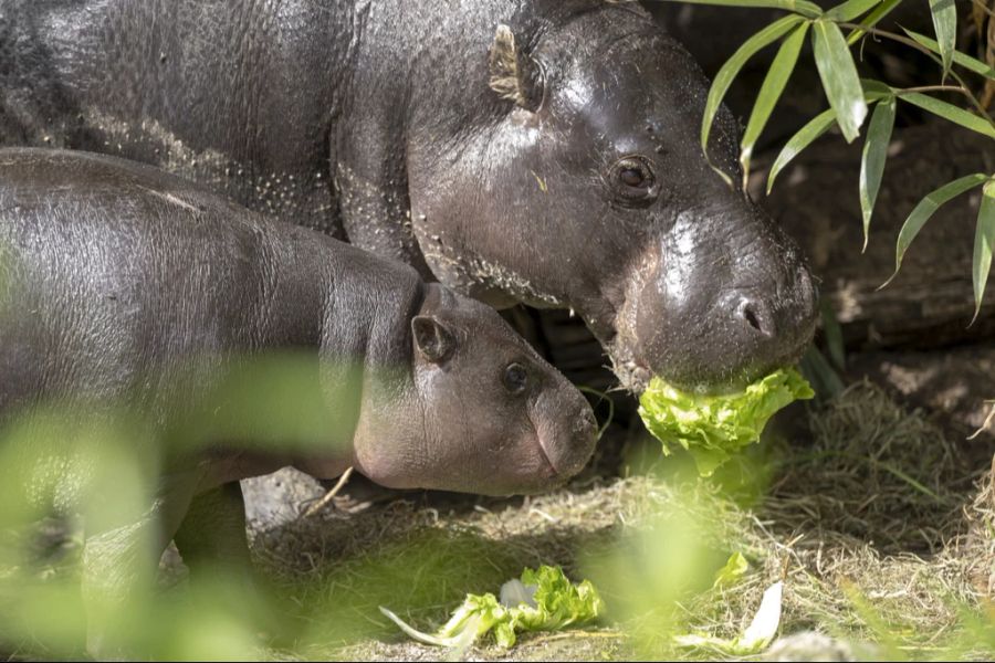 Für Familien ist natürlich ein Besuch des Zoo Basels nie eine schlechte Idee – gerade bei solchem Traumwetter!