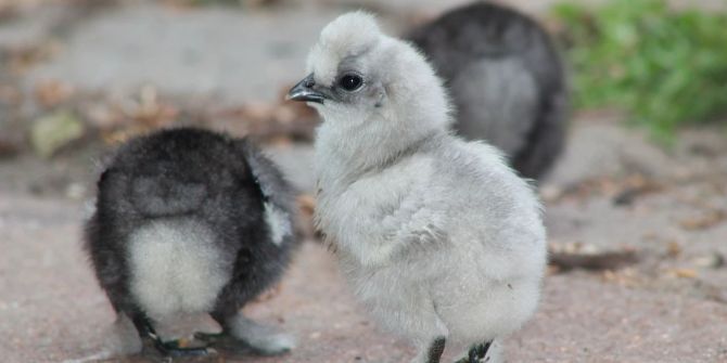 seidenhuhn gestohlen mellingen alterszentrum