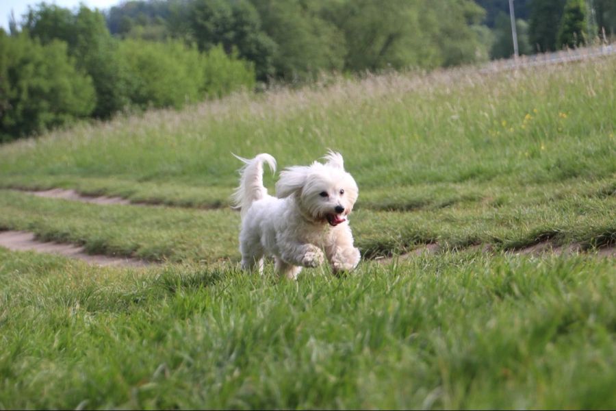 Viele Hundehalterinnen und -halter heben den Kot ihrer Tiere nicht auf. (Symbolbild)