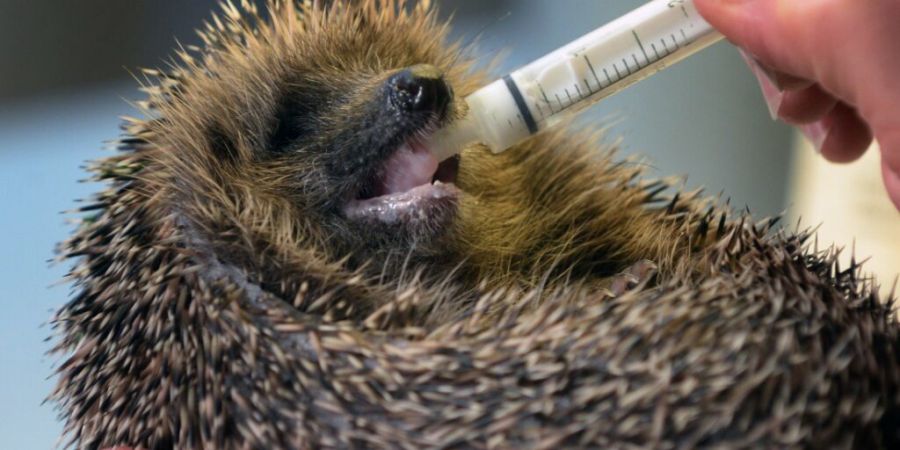 Trotz «Tier des Jahres»-Titel: Der Igel kämpft ums Überleben. Der Dürresommer 2026 liess Nahrung knapp werden. (Archivbild)