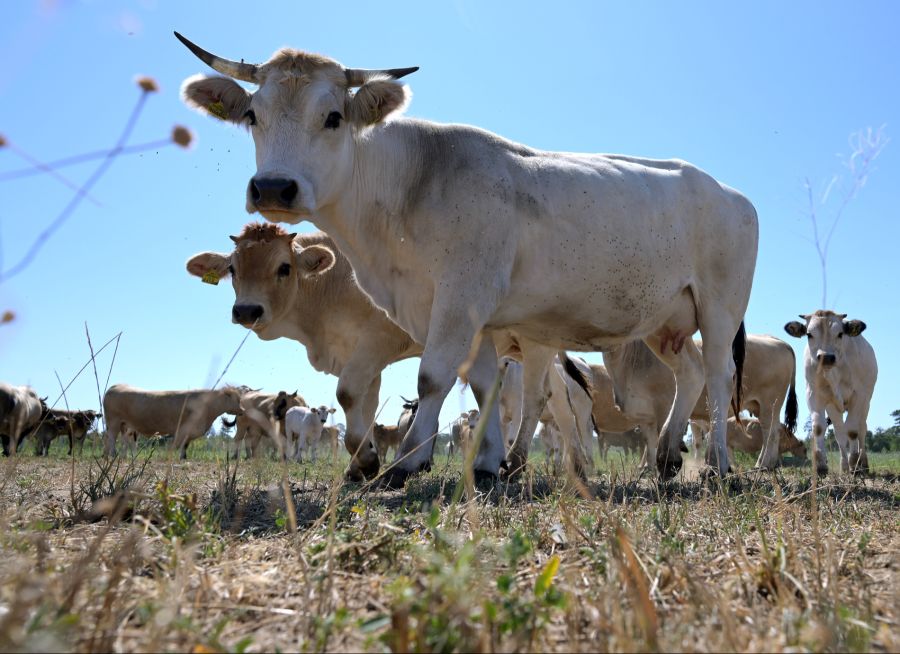 Die Landwirte haben weiterhin nur noch zwei Optionen: Teures Futter oder die Tiere direkt zum Schlachter geben.
