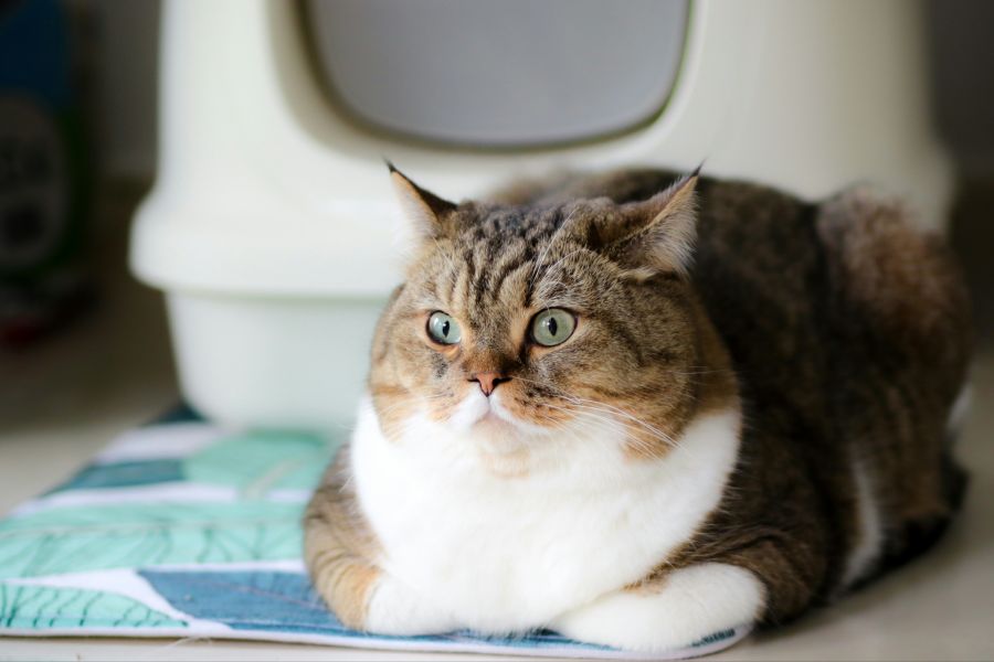 Ein Stubentiger mied wegen des neuen Produkts das Katzenklo.