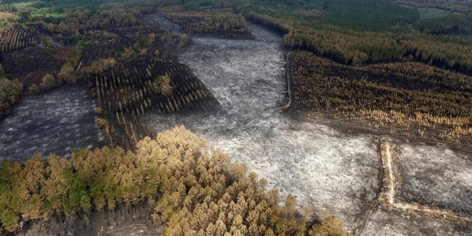In der Gironde sind 20.000 Hektar Land verbrannt In der Gironde sind 20.000 Hektar Land verbrannt