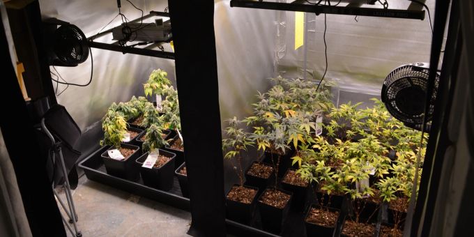 Chur: Indoor-Hanfplantage ausgehoben Chur: Indoor-Hanfplantage ausgehoben
