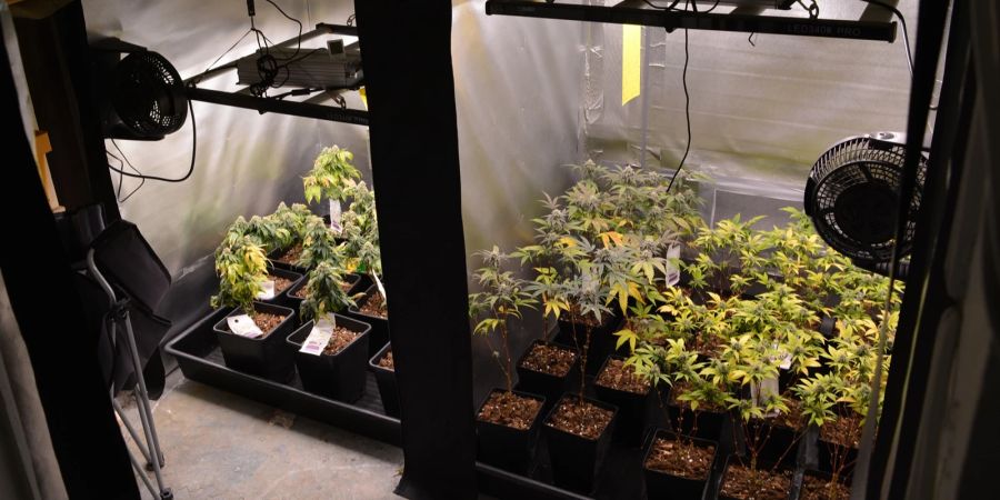 Chur: Indoor-Hanfplantage ausgehoben