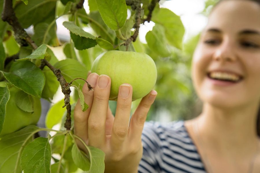 Apfel Frau Hand grün