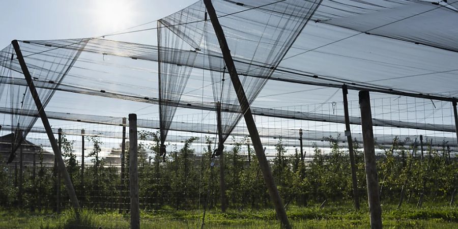 Die Landwirtschaft weiss sich zu helfen: Schutznetze gegen Hagel über einer Obstkultur in Cham ZG. (Archivbild)