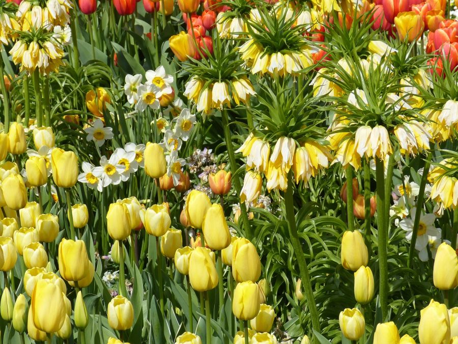 Stauden Narzissen Tulpen gelb Blumenbeet