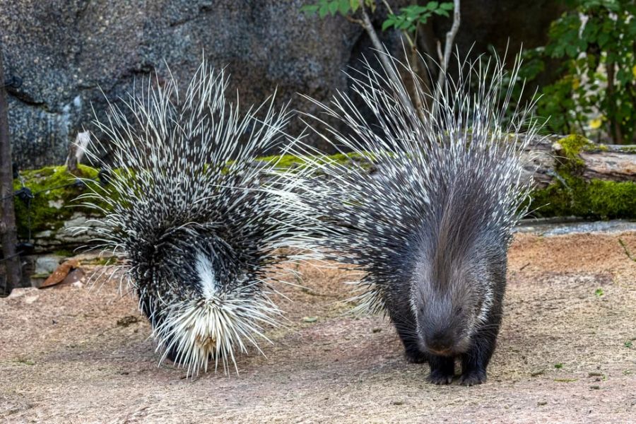 Bei Stachelschweinen kümmern sich beide Elternteile um die Jungtiere.