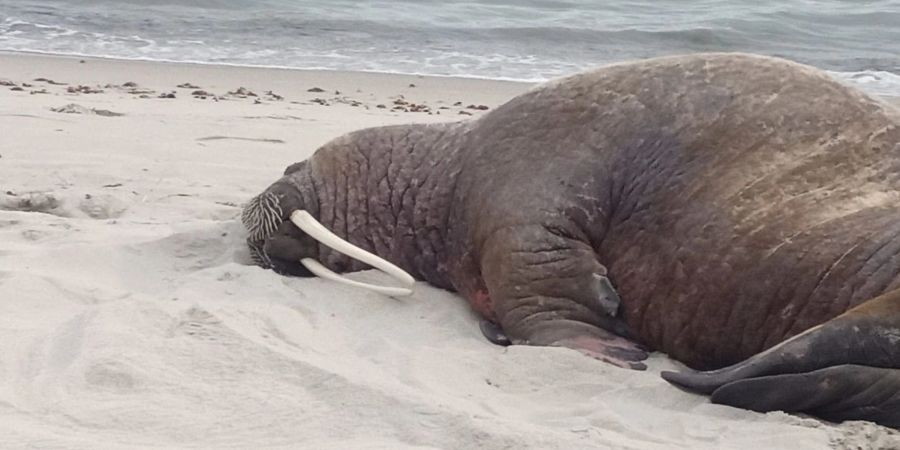 Ein Walross liegt auf einem Strand auf Rügen.