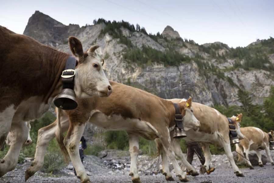 Kühe Milch Vegan