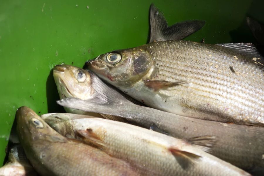 fische schweiz trocken