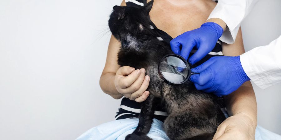 Eine gründliche Untersuchung des Fells gibt Aufschluss über die Ursache des Haarausfalls bei Katzen.
