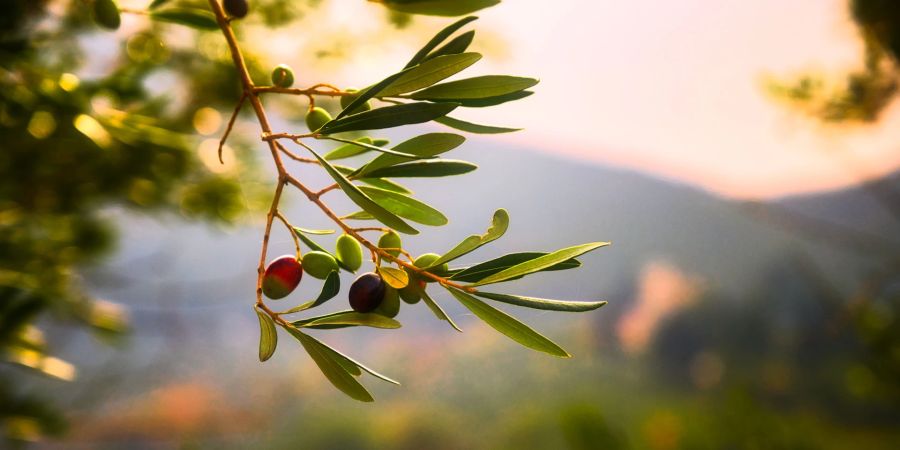 Olive, Olivenöl, Dubrovnik