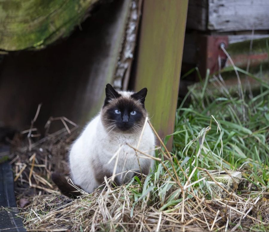 Auch die Expertin ist empört: «Es ist verantwortungslos und verstösst gegen das Gesetz, wenn Katzenbesitzer ihre Tiere ihrem Schicksal überlassen.» (Symbolbild)