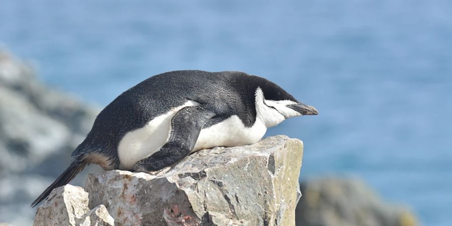 Zügelpinguine schlafen bis zu 10'000-Mal am Tag.