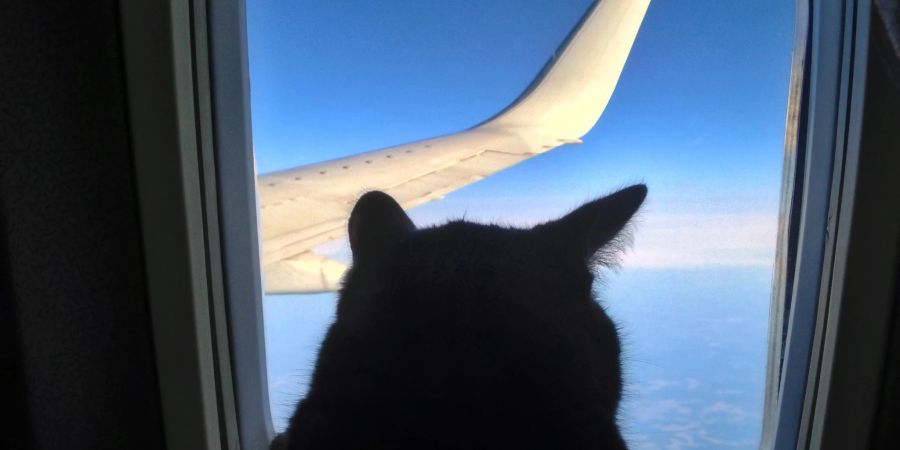 katzen flugzeug privatjet