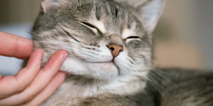Auch Katzen sind kitzlig. Katze wird gestreichelt