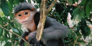 Langur