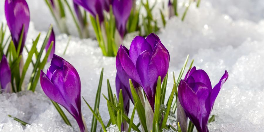 Violetter Krokus im Schnee