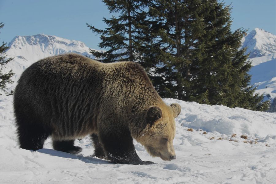 Die Bärin Amelia im Arosa Bärenland.