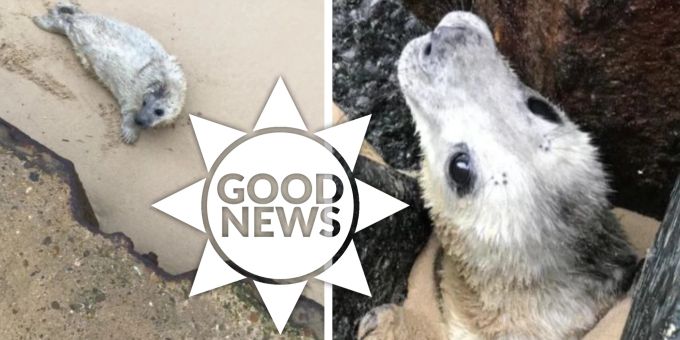 Befreit - Baby-Robbe in England aus Felsspalte gerettet
