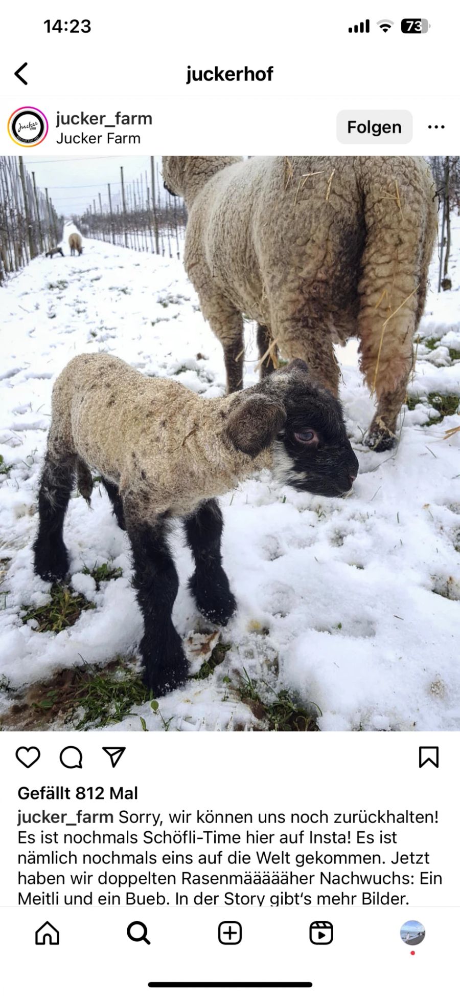 Schafe auf der Juckerfarm.